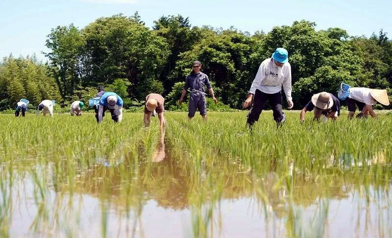 5月の田んぼで草取りをする人たち